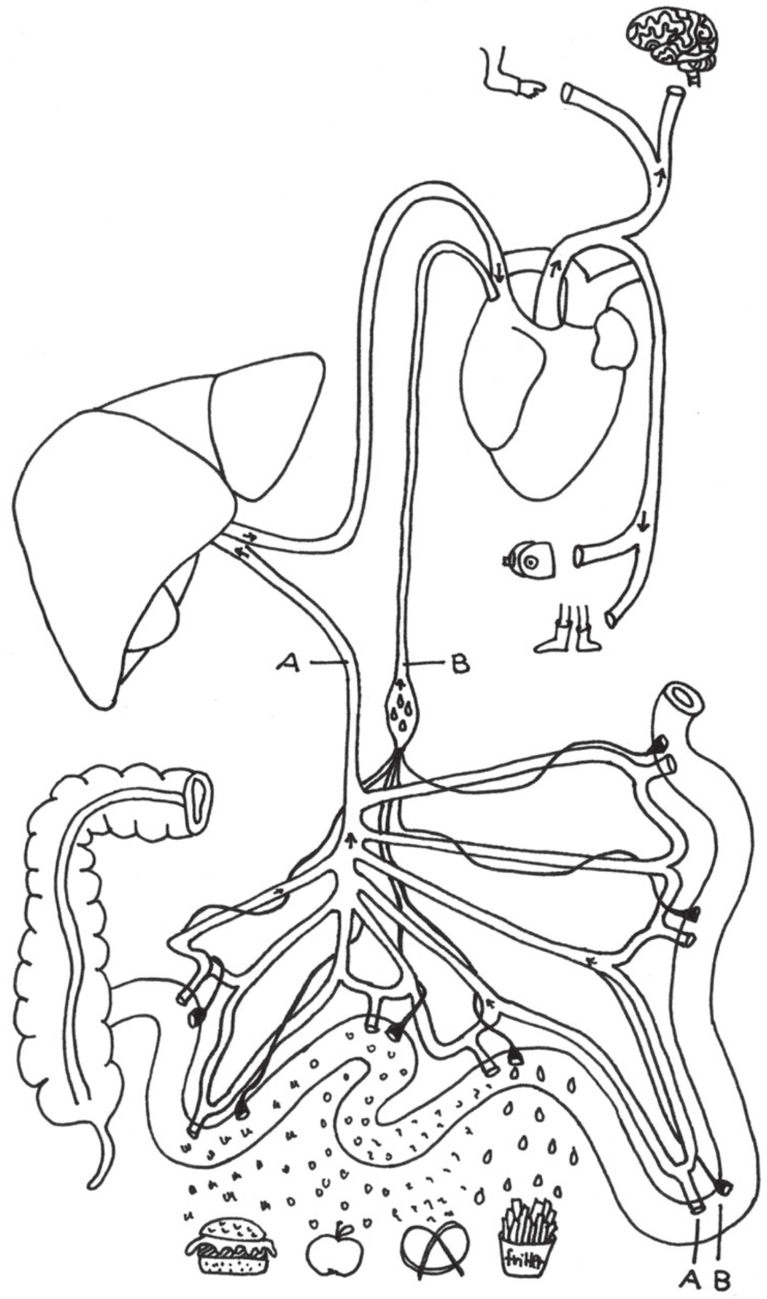 A: Blood vessels reach the heart after passing through the liver B: Lymphatic vessels directly lead to the heart